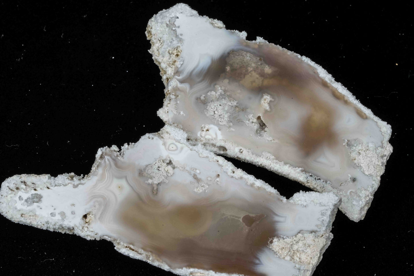 Polished Coral Geode/Fossil Pair