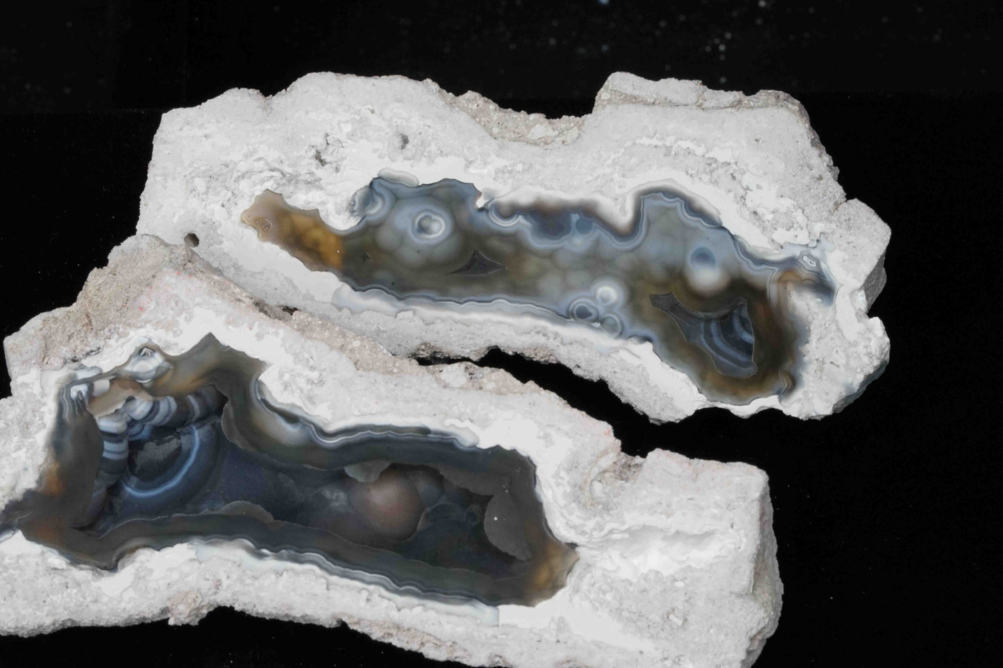 Polished Coral Geode/Fossil Pair