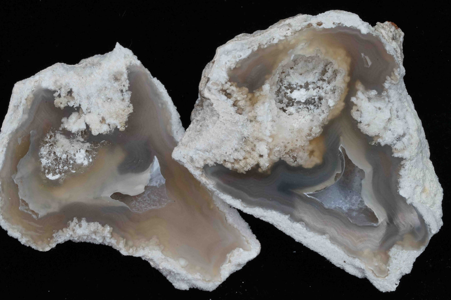 Polished Coral Geode/Fossil Pair
