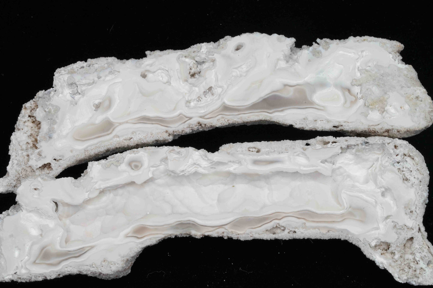 Polished Coral Geode/Fossil Pair