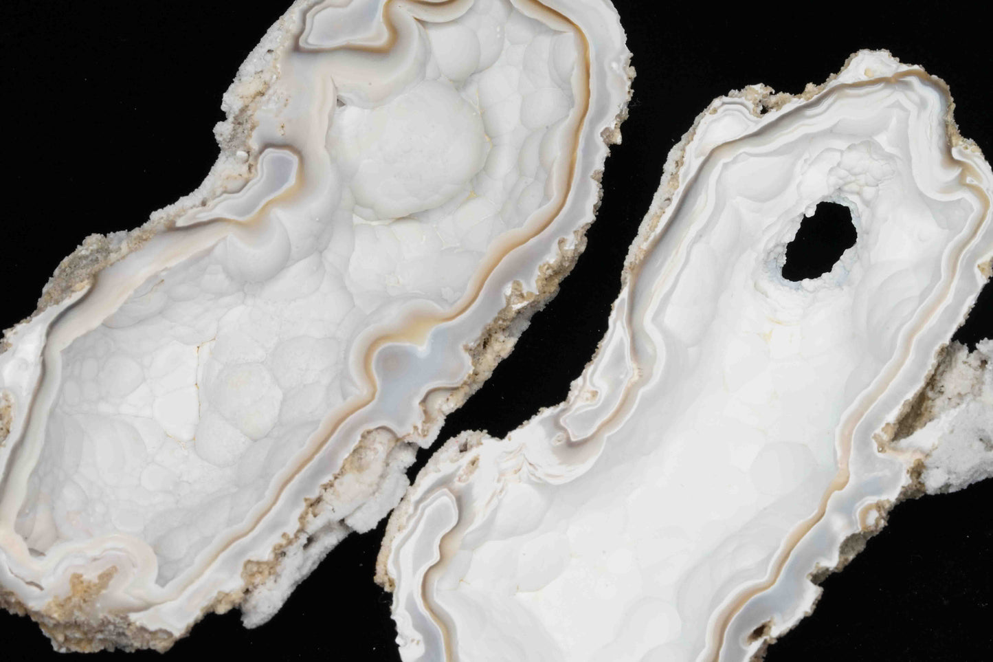 Polished Coral Geode/Fossil Pair