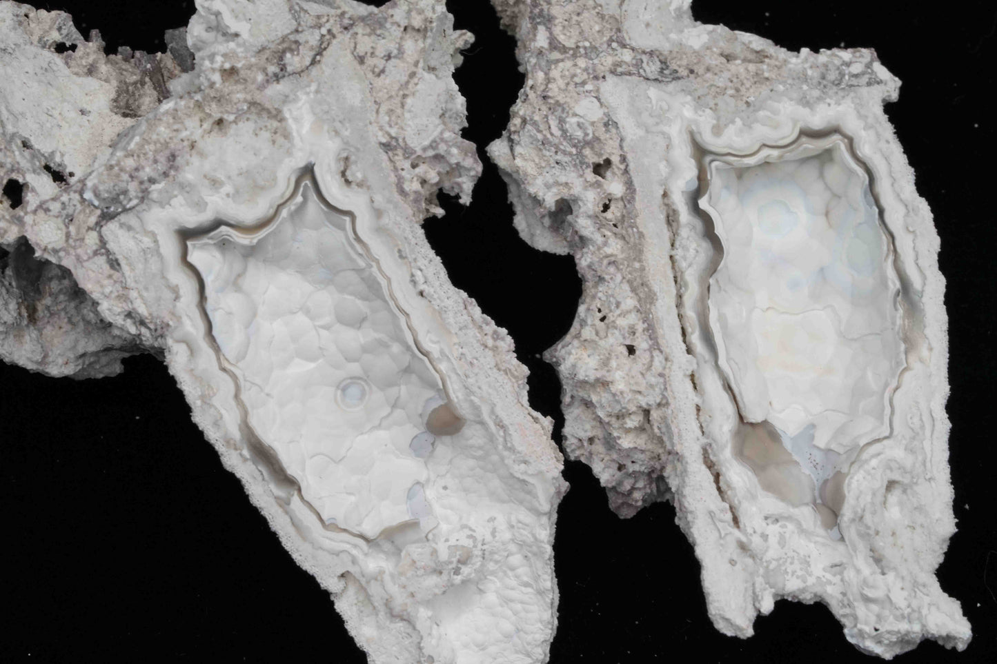 Polished Coral Geode/Fossil Pair