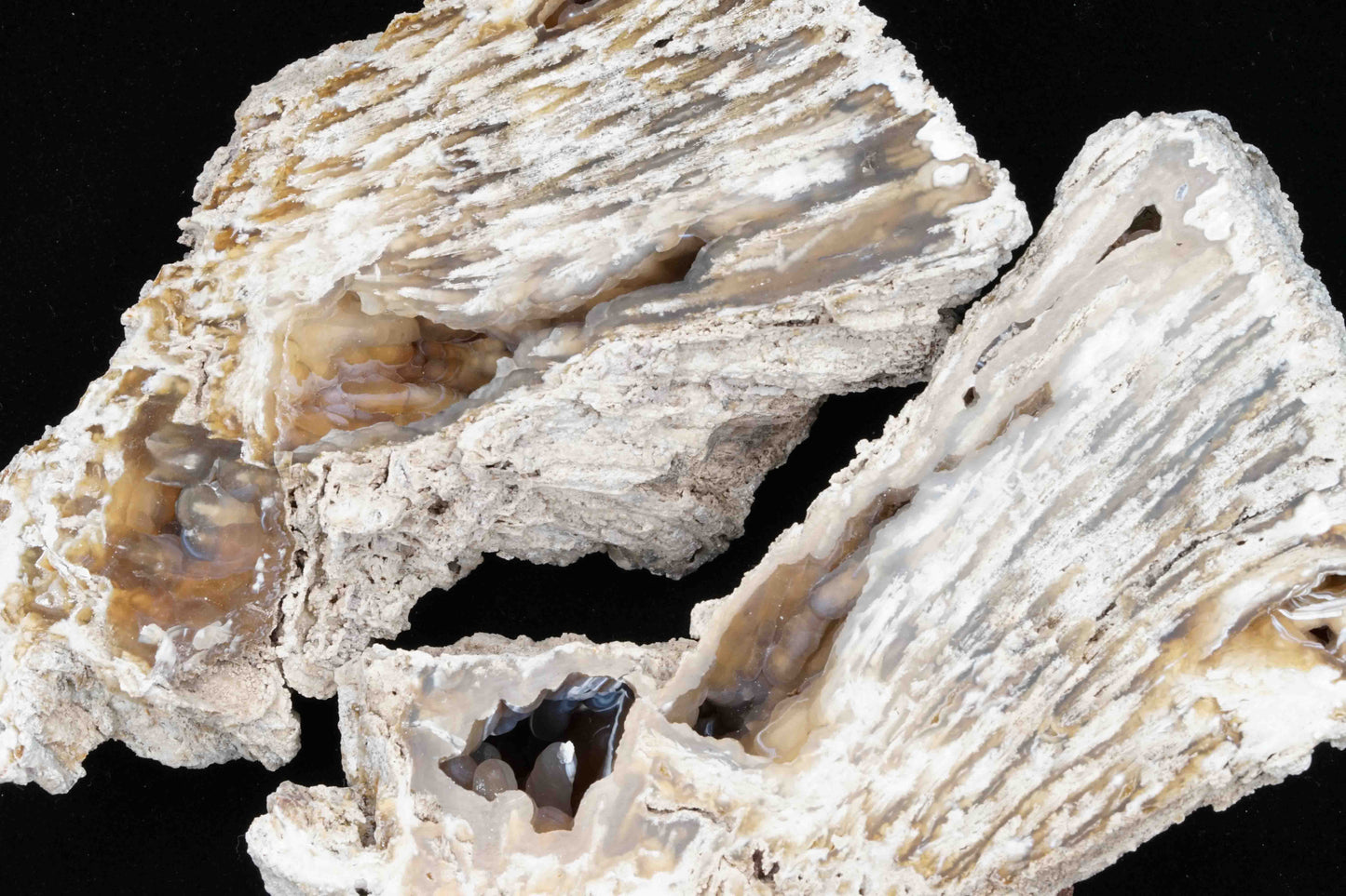 Polished Coral Geode/Fossil pair