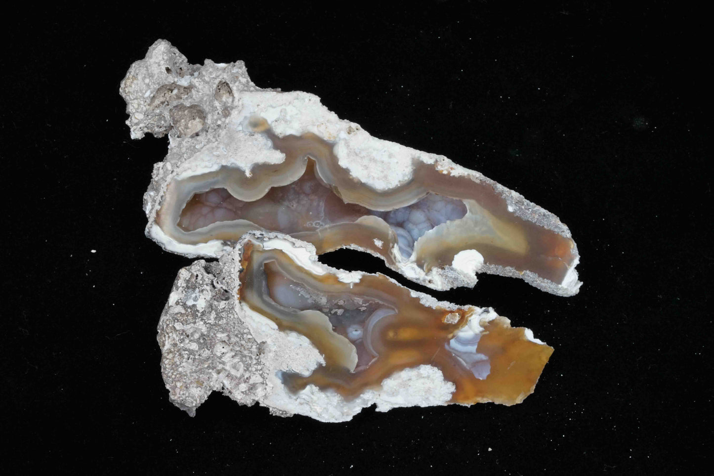 Polished Coral Geode/Fossil pair