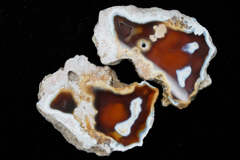 Polished Coral Geode/Fossil Pair