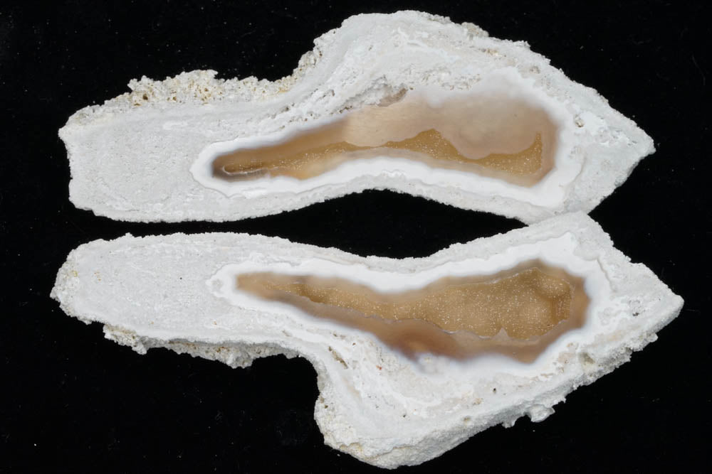 Polished Coral Geode/Fossil Pair with Crystals