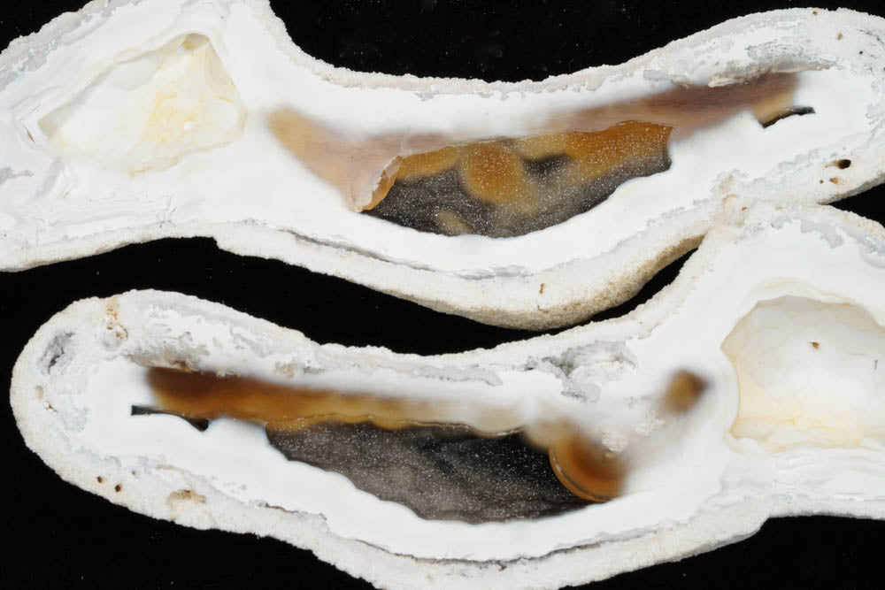 Polished Coral Geode/Fossil Pair with Crystals