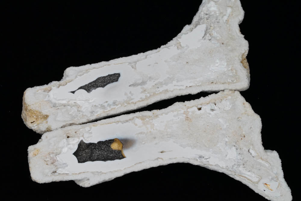 Coral Geode/Fossil Pair with Crystals