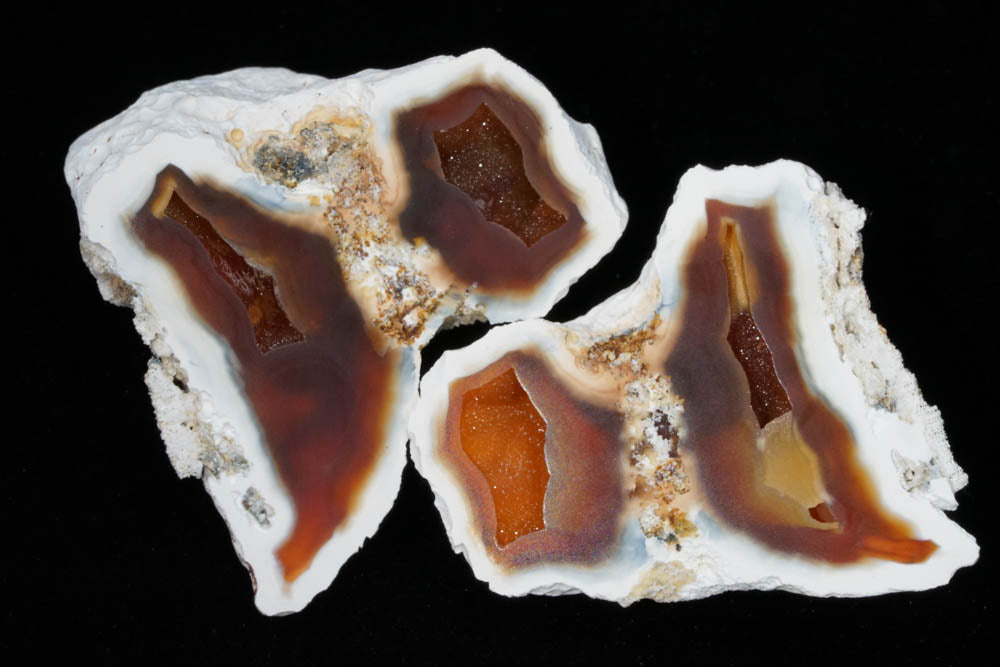 Polished Coral Geode/Fossil Pair with Crystals