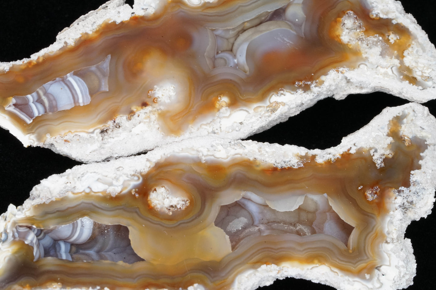 Polished Coral Geode/Fossil Pair