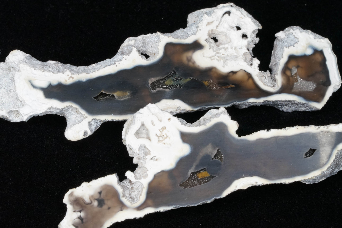 Polished Coral Geode/Fossil Pair with Crystals