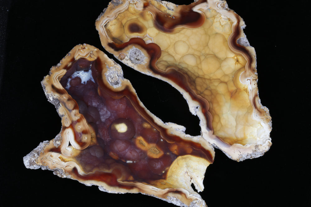 Polished Coral Geode/Fossil Pair