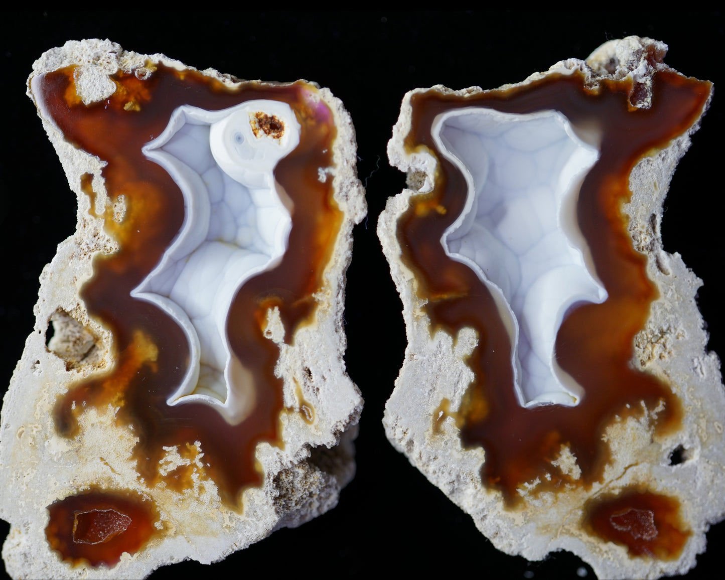 Polished Coral Geode/Fossil Pair