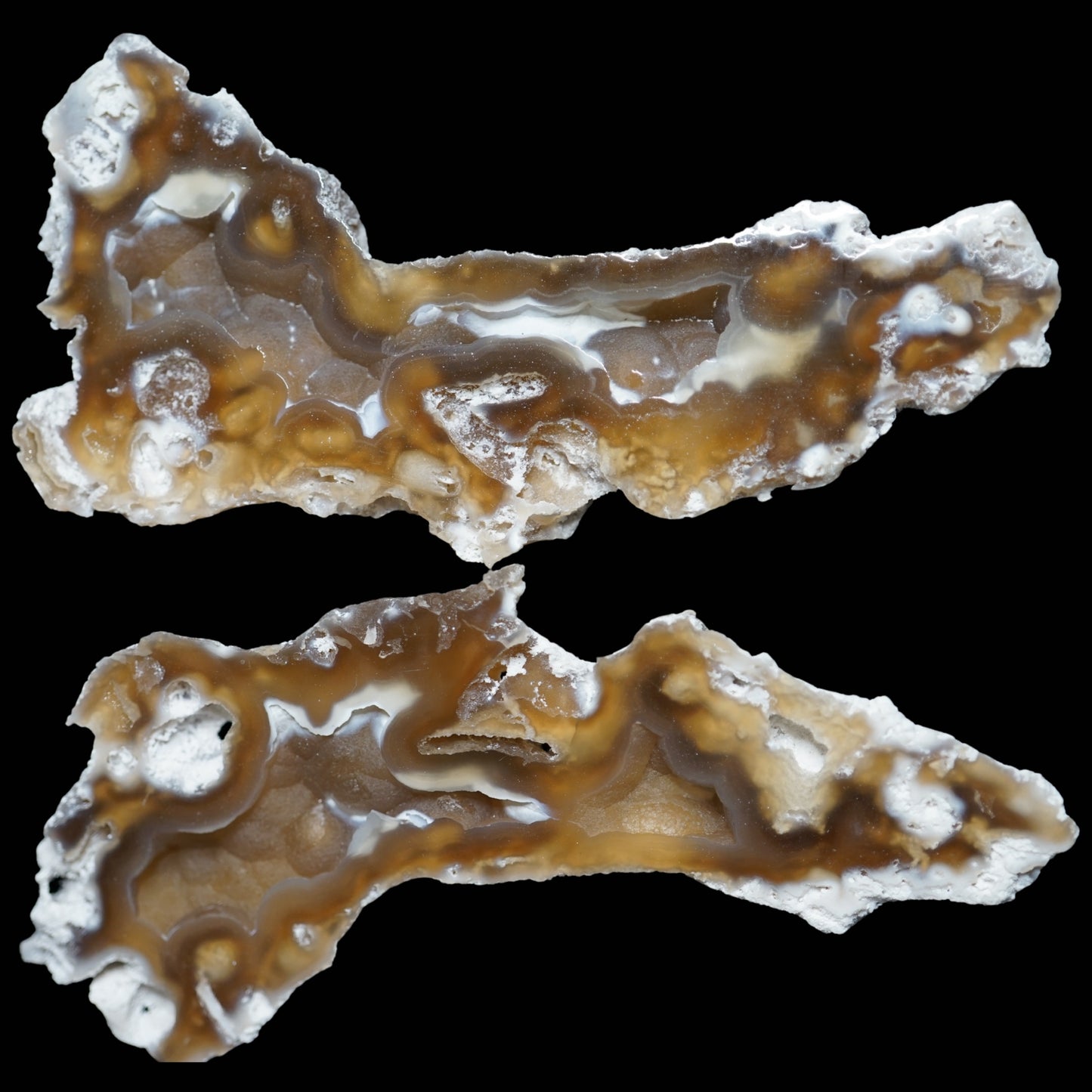 Polished Coral Geode/Fossil Pair