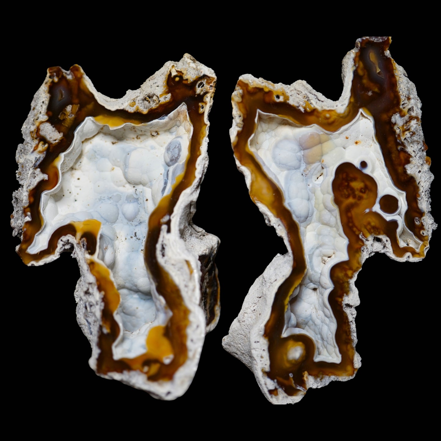 Polished Coral Geode/Fossil Pair