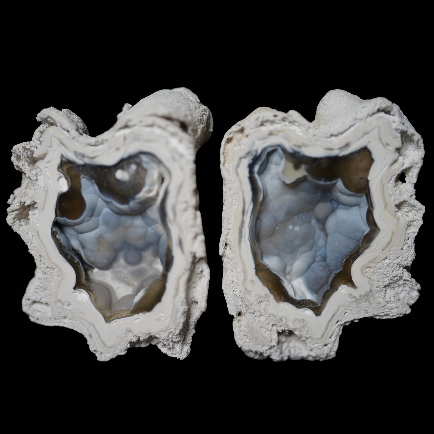 Polished Coral Geode/Fossil Pair