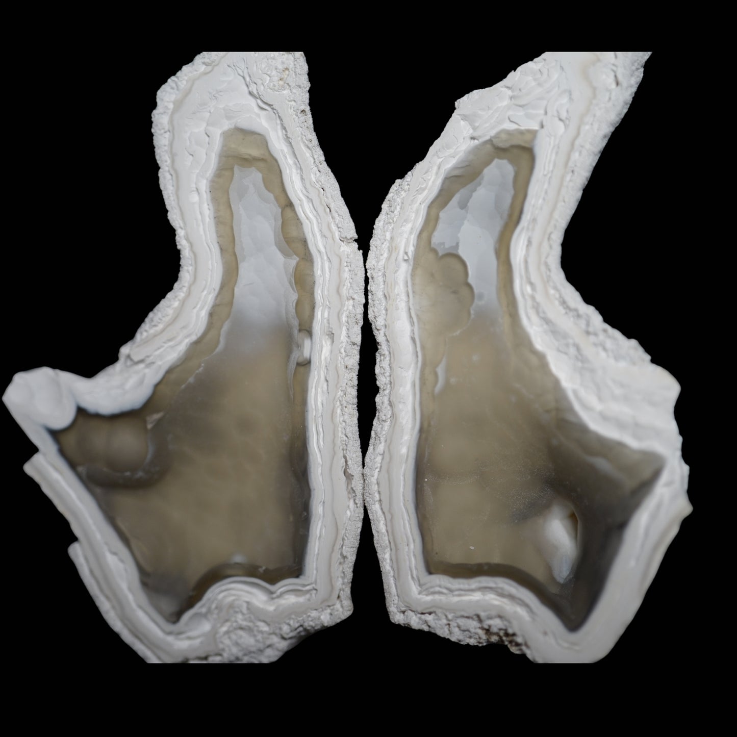 Polished Coral Geode/Fossil Pair