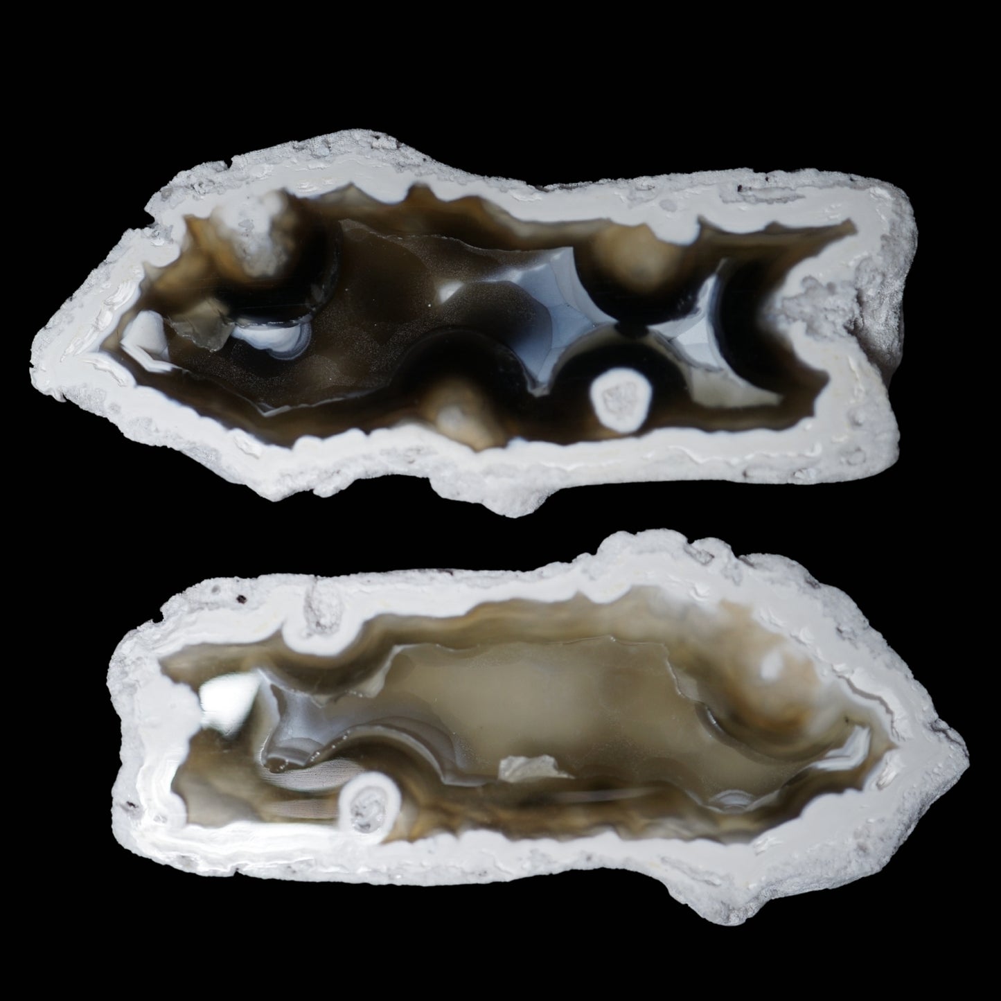 Polished Coral Geode/Fossil Pair