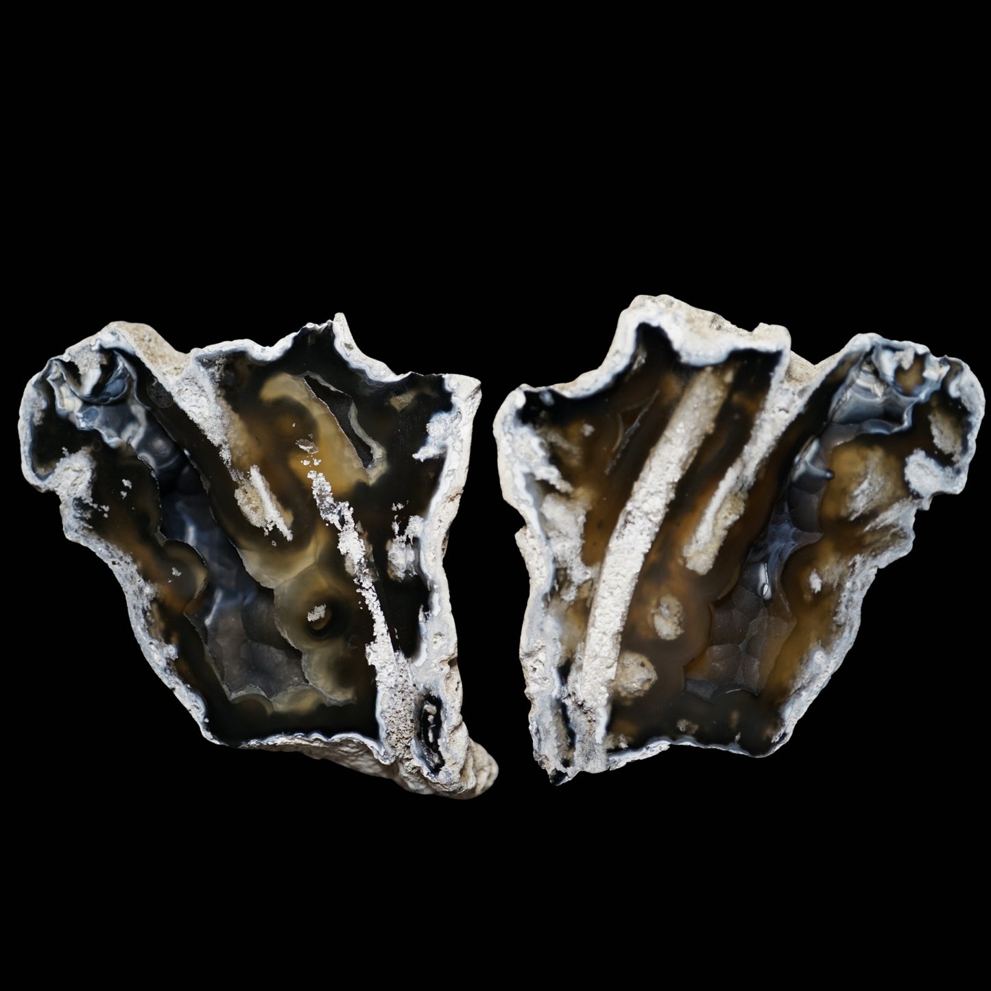 Polished Coral Geode/Fossil Pair