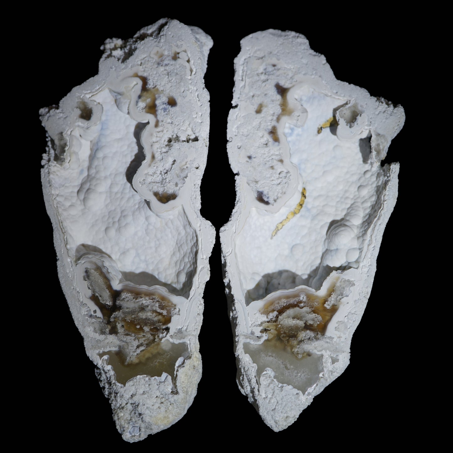 Polished Coral Geode/Fossil Pair