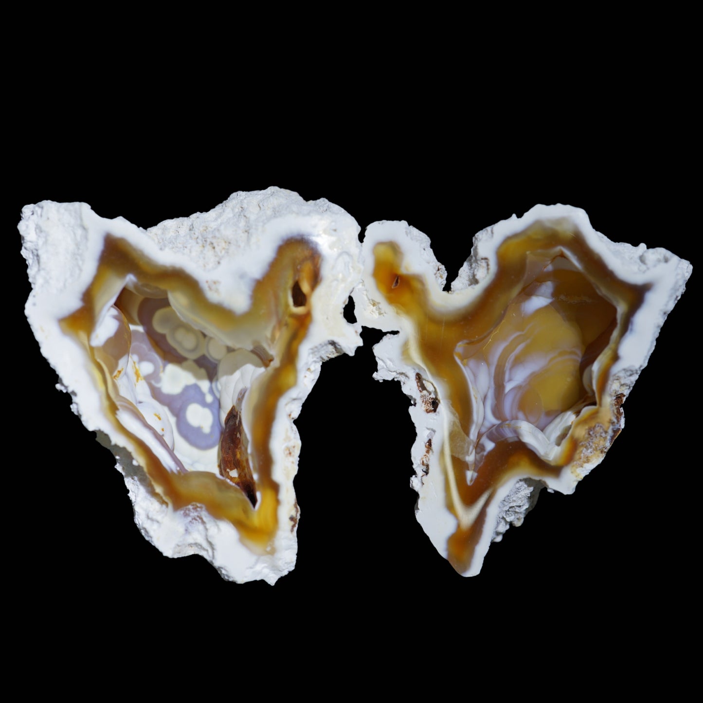 Polished Coral Geode/Fossil Pair
