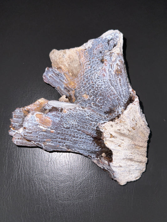 @janfitc (5 claimed pieces)