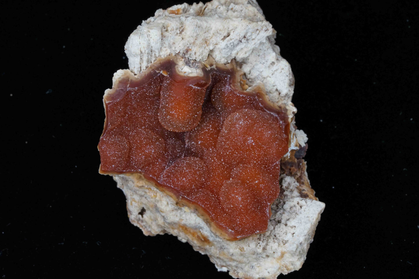 Coral Geode/Fossil with Crystals