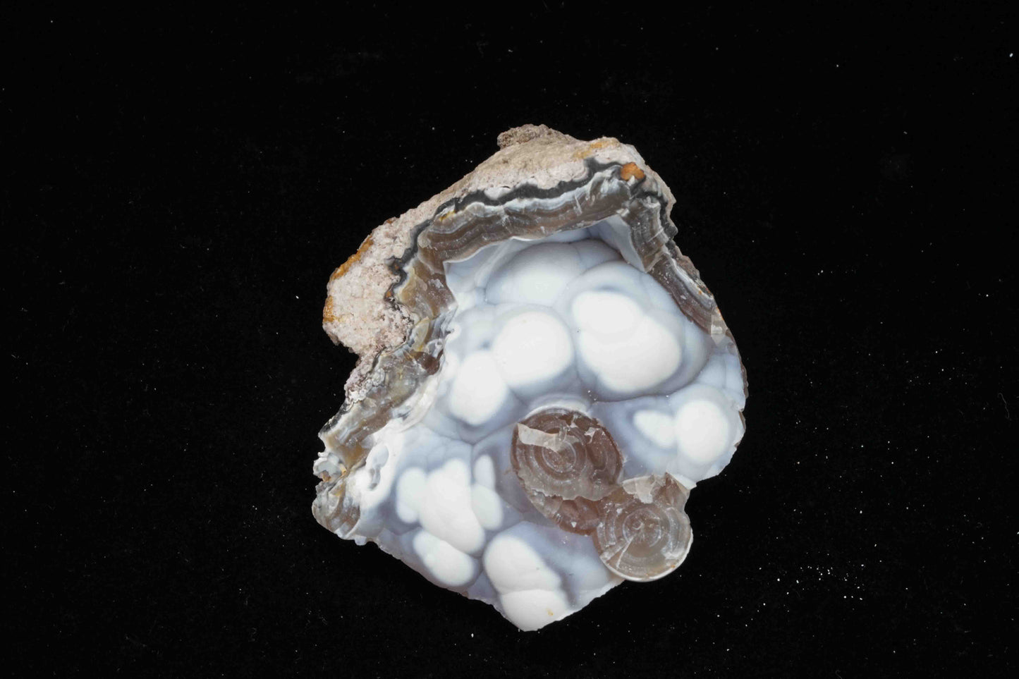 Coral Geode/Fossil