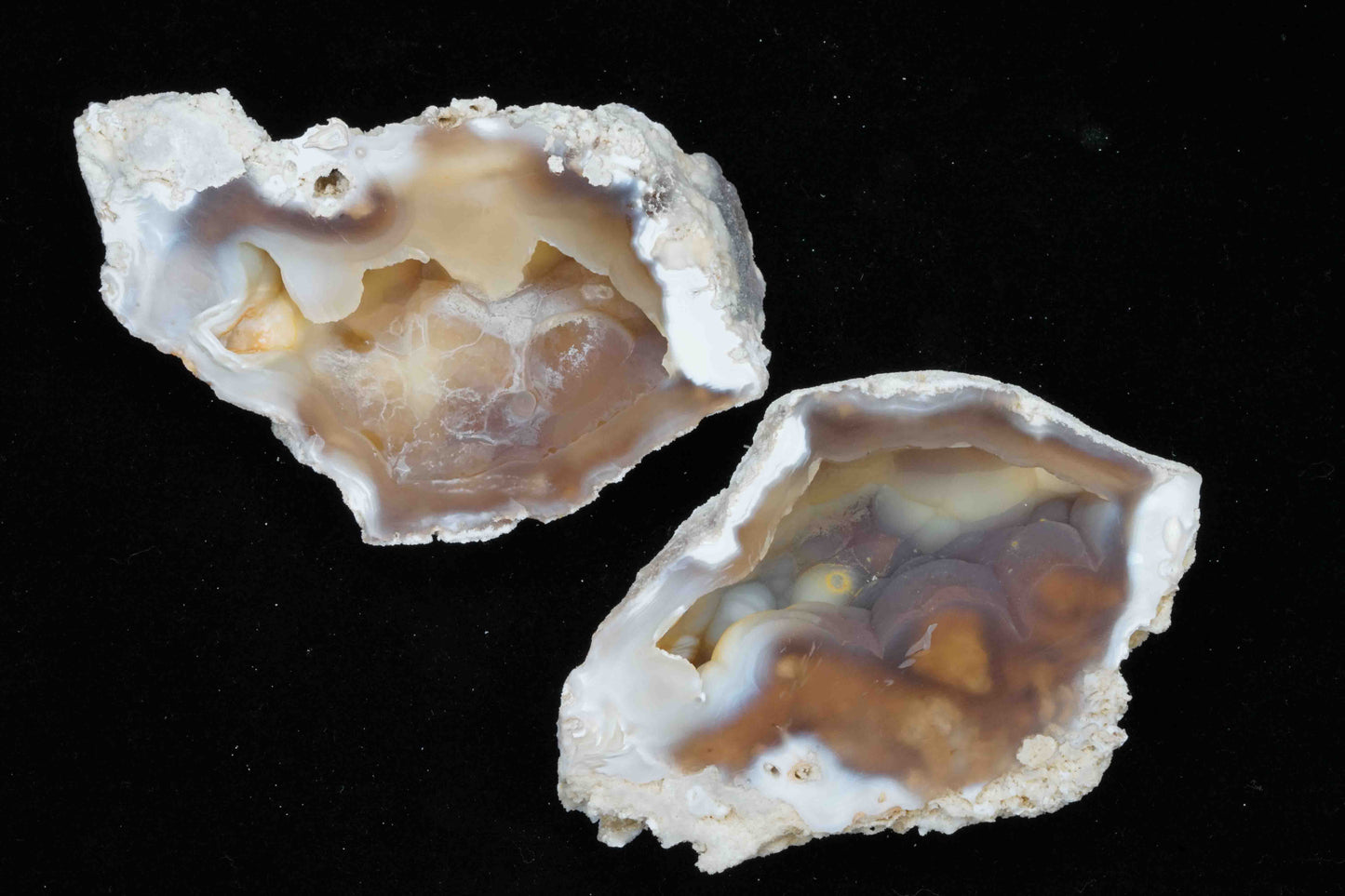 Polished Coral Geode/Fossil pair