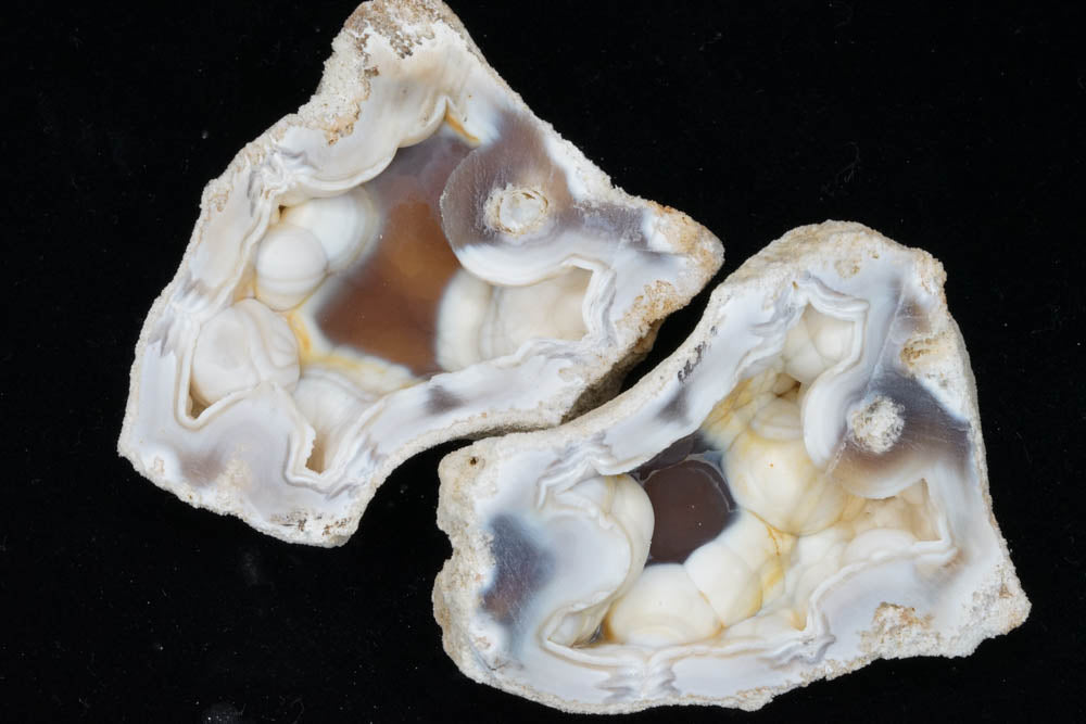 Coral Geode/Fossil Pair