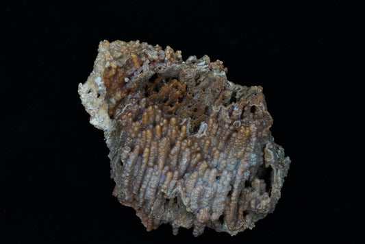 Coral Geode/Fossil