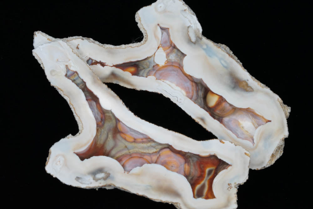 Polished Coral Geode/Fossil Pair