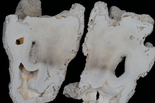 Polished Coral Geode/Fossil Pair