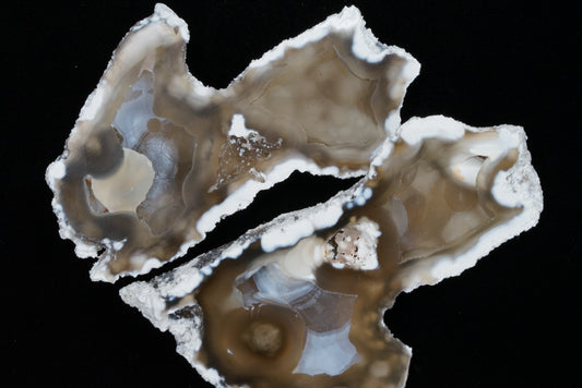 Polished Coral Geode/Fossil Pair