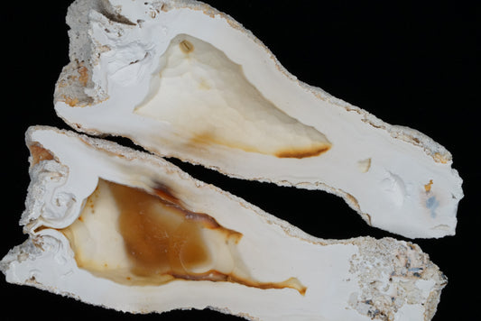Polished Coral Geode/Fossil Pair with Crystals