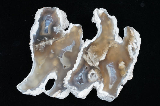 Polished Coral Geode/Fossil Pair