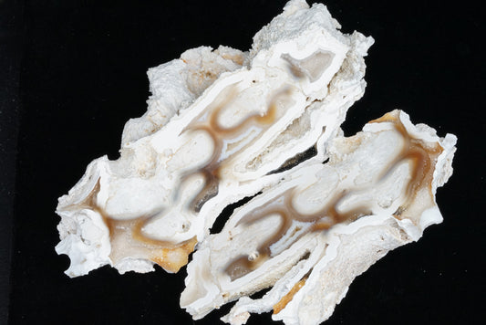 Polished Coral Geode/Fossil Pair with Crystals