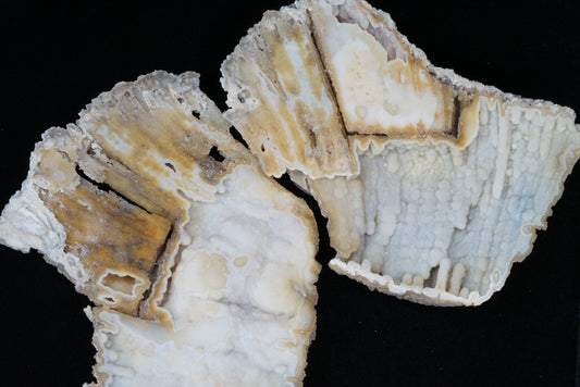 Polished Coral Geode/Fossil Pair with Crystals