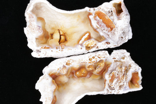 Polished Coral Geode/Fossil Pair with Crystals