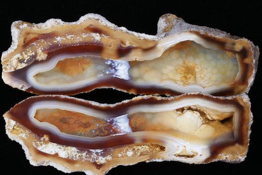 Polished Coral Geode/Fossil Pair