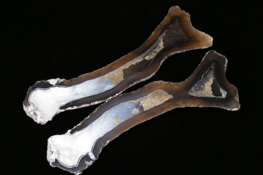 Polished Coral Geode/Fossil Pair