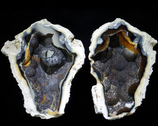 Polished Coral Geode/Fossil with Crystals
