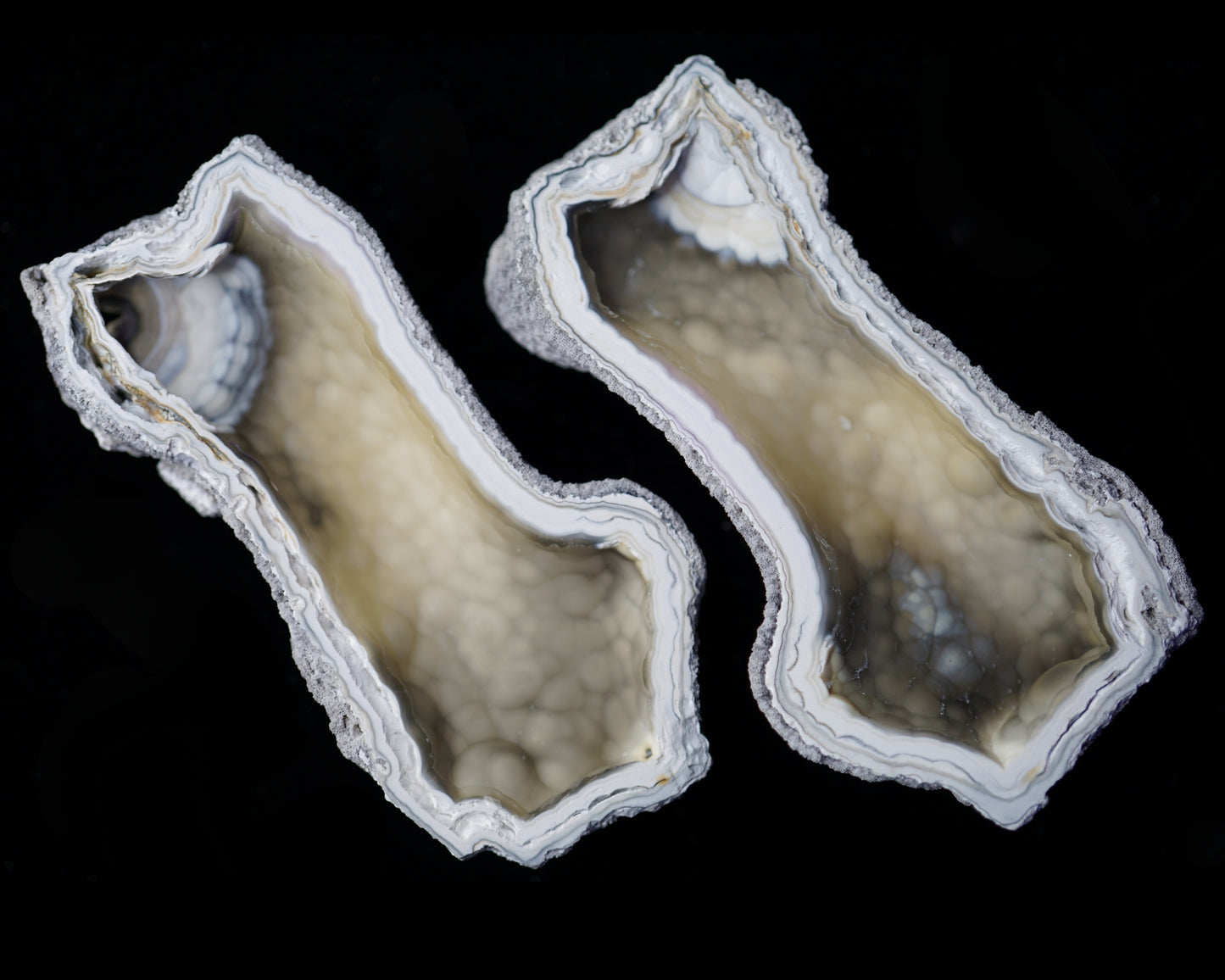 Polished Coral Geode/Fossil Pair