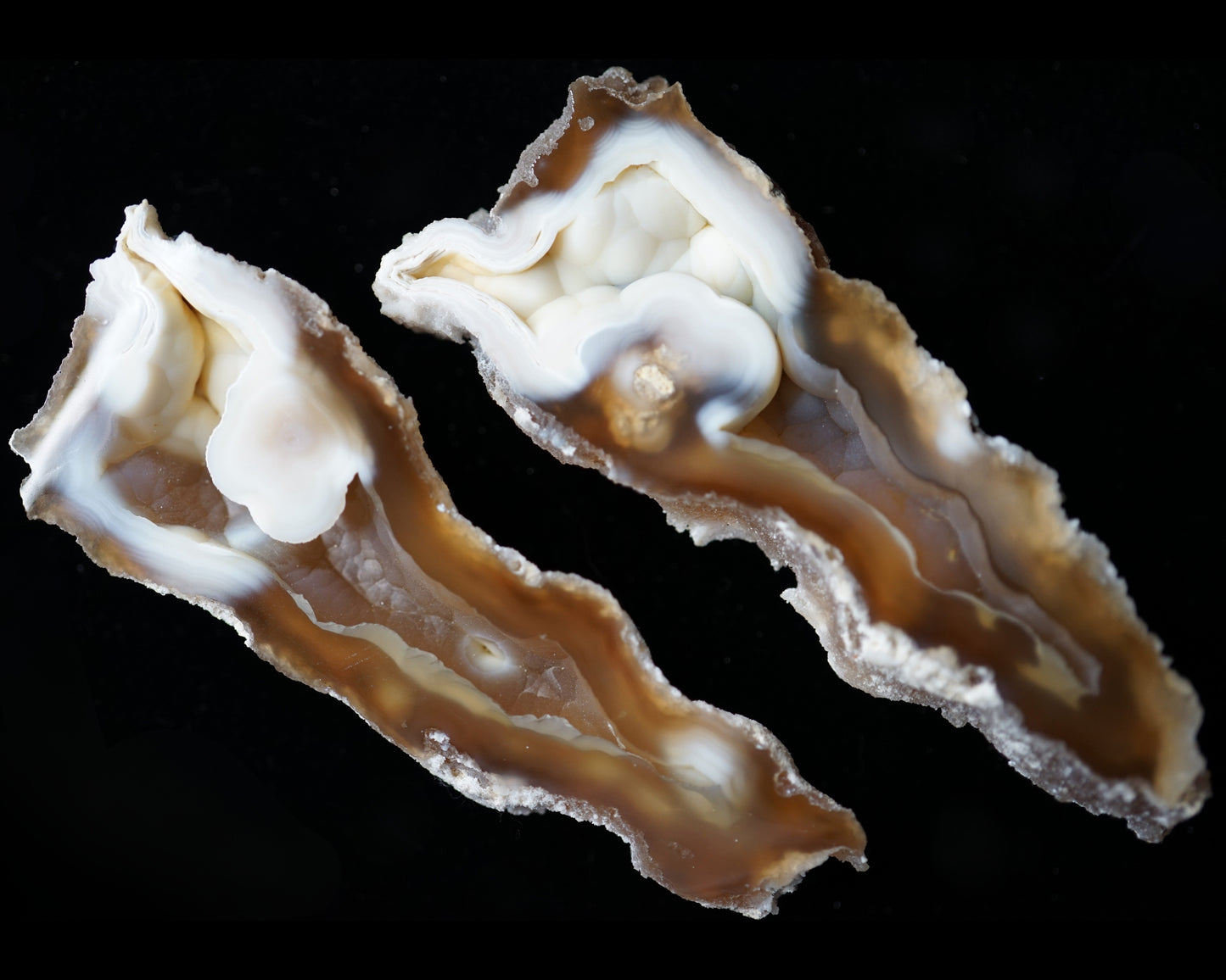 Polished Coral Geode/Fossil Pair