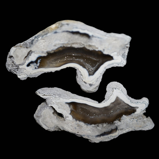 Polished Coral Geode/Fossil Pair with Crystals