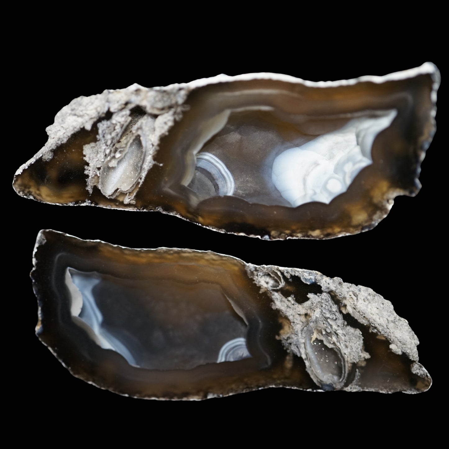 Polished Coral Geode/Fossil Pair