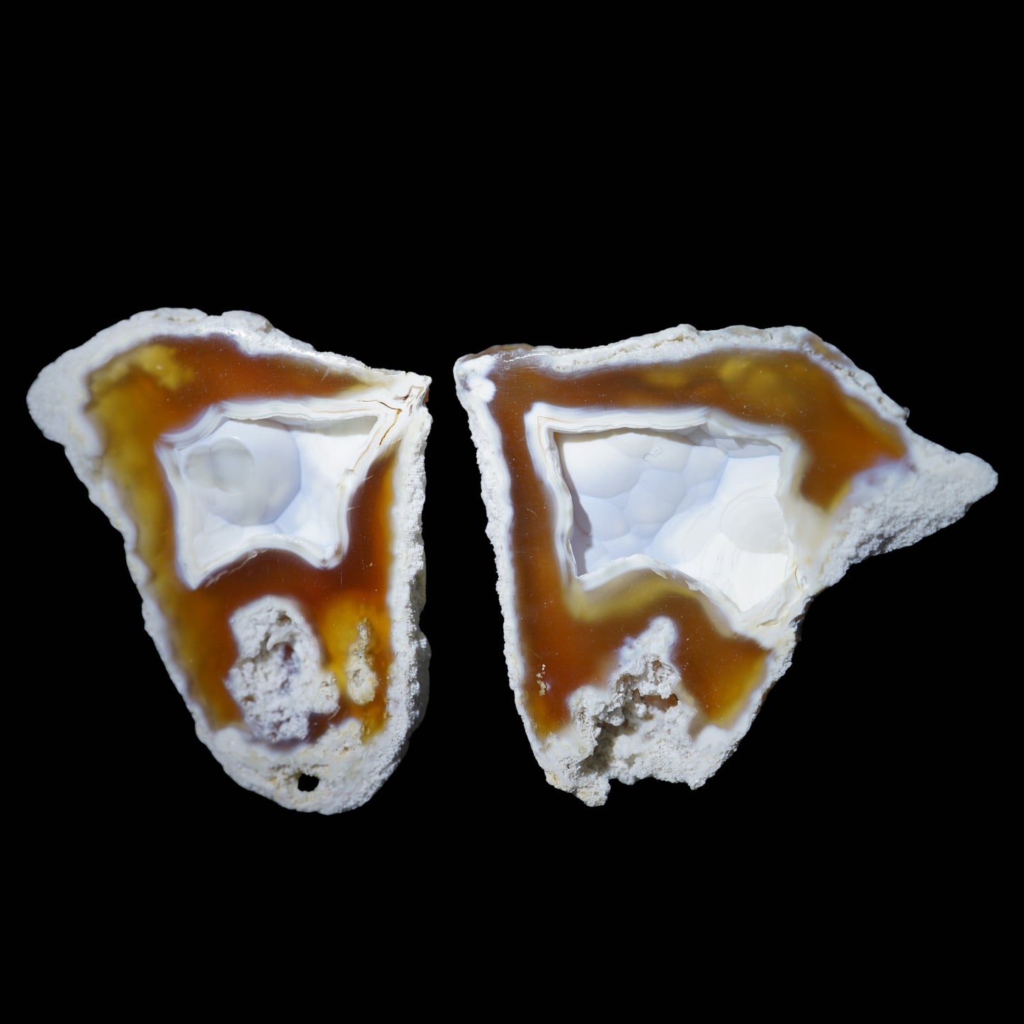 Polished Coral Geode/Fossil Pair