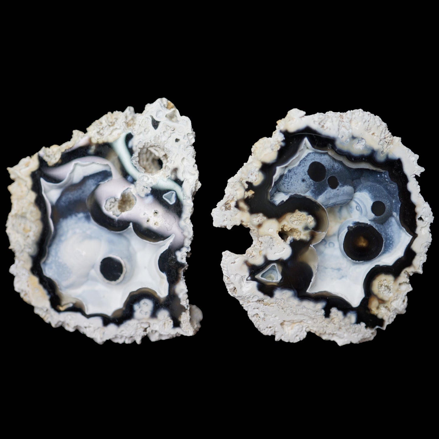Polished Coral Geode/Fossil Pair