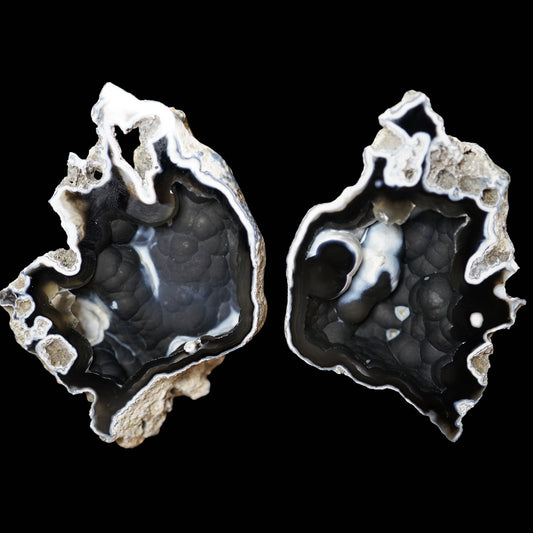 Polished Coral Geode/Fossil Pair