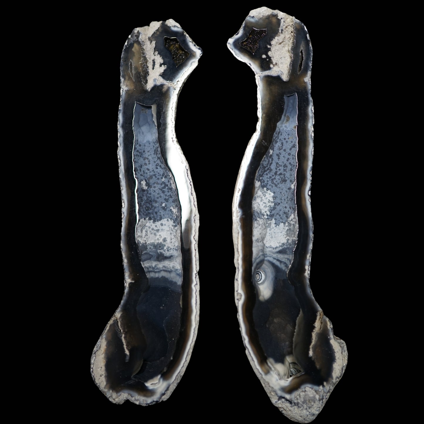 Polished Coral Geode/Fossil Pair